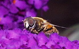 bee