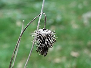 seedbowl